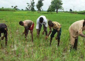 SAFER: Oyo Govt set to disburse N340m loan support to additional 1,227 farmers another set of farmers