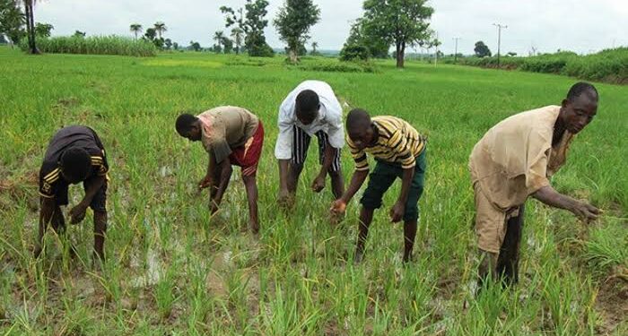SAFER: Oyo Govt set to disburse N340m loan support to additional 1,227 farmers another set of farmers