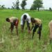 SAFER: Oyo Govt set to disburse N340m loan support to additional 1,227 farmers another set of farmers