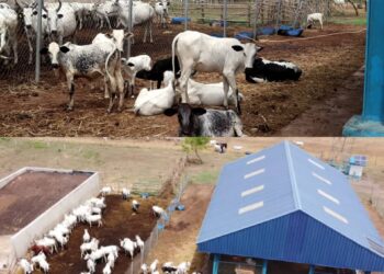 Fasola Farm: The Rebirth of Awolowo’s Animal Husbandry Initiatives