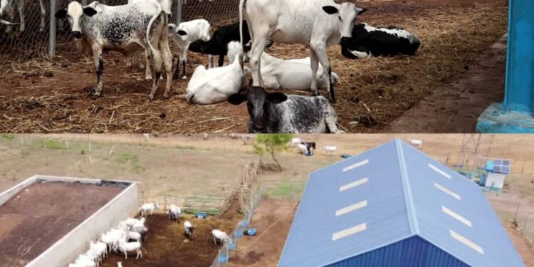 Fasola Farm: The Rebirth of Awolowo’s Animal Husbandry Initiatives