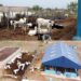 Fasola Farm: The Rebirth of Awolowo’s Animal Husbandry Initiatives