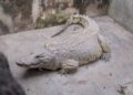 Ibadan Legendary crocodile bows out after 84 years of existence*