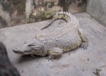 Ibadan Legendary crocodile bows out after 84 years of existence*