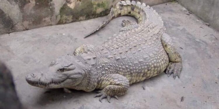 Ibadan Legendary crocodile bows out after 84 years of existence*
