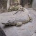 Ibadan Legendary crocodile bows out after 84 years of existence*