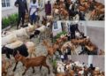 Eid El Kabir: Former Council Chairman, Arowosaye Donates Rams, and Goats, To Clerics, Traditional Rulers, PDP Leaders Across Oyo Federal Constituency
