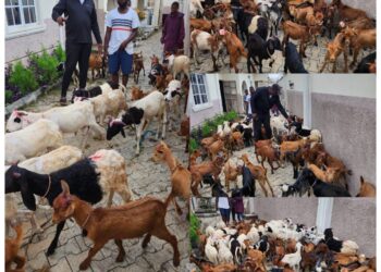 Eid El Kabir: Former Council Chairman, Arowosaye Donates Rams, and Goats, To Clerics, Traditional Rulers, PDP Leaders Across Oyo Federal Constituency