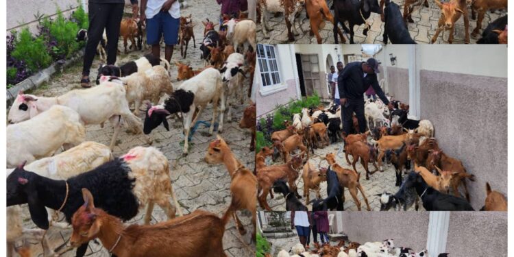 Eid El Kabir: Former Council Chairman, Arowosaye Donates Rams, and Goats, To Clerics, Traditional Rulers, PDP Leaders Across Oyo Federal Constituency