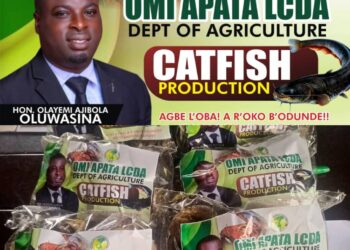 PHOTOS: Hon. Barr. Olayemi Oluwasina Launches Catfish Production Project to Boost Local Economy