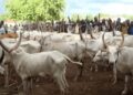 Oyo Government “Arrests” 58 Cows, Prosecutes Herders for Violating Anti-Grazing Law