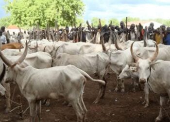 Oyo Government “Arrests” 58 Cows, Prosecutes Herders for Violating Anti-Grazing Law