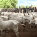 Oyo Government “Arrests” 58 Cows, Prosecutes Herders for Violating Anti-Grazing Law