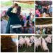 Akinyele Residents Shower Encomiums on Council Boss, Hon Akinwole Akinleye as he distributes Eid-El-Kabir packages across all wards, Donates Modern Sound System to Akinyele Ward 5 PDP*