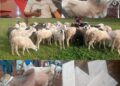 Eid-el-Kabir: Oyo Lawmaker, Wale Canada Distributes Rams, Provides Financial Support; Reaffirms Commitment to Grassroots Development(PHOTOS)