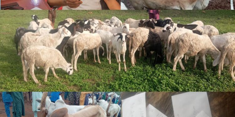 Eid-el-Kabir: Oyo Lawmaker, Wale Canada Distributes Rams, Provides Financial Support; Reaffirms Commitment to Grassroots Development(PHOTOS)