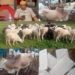 Eid-el-Kabir: Oyo Lawmaker, Wale Canada Distributes Rams, Provides Financial Support; Reaffirms Commitment to Grassroots Development(PHOTOS)