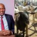 Eid-il-Kabir: Dr. Fagbemi Distributes Rams, Rice, Cash Gifts to Political Leaders, People of Ibadan North-West/Southwest