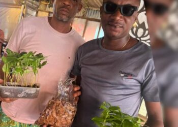 Environmental Partnership Deepens as Ibarapa Central Receives Mahogany Boost.