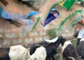 Eid-el-Kabir: KSA Distributes Rams, Food Items to Residents in Ido/ Ibarapa