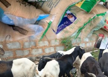 Eid-el-Kabir: KSA Distributes Rams, Food Items to Residents in Ido/ Ibarapa