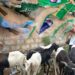 Eid-el-Kabir: KSA Distributes Rams, Food Items to Residents in Ido/ Ibarapa
