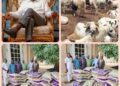 Sallah: Open Salawu Donates Cash, Food Items To Ogbomoso LGAs, Distributes Rams Across Oyo
